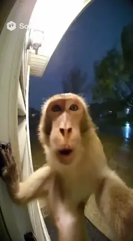 #sora #ai #openai #monkey #fyp 