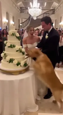 Omg, he really enjoyed that 🫣😱 #dogsoftiktok #weddingday #weddingcake #dogtok 