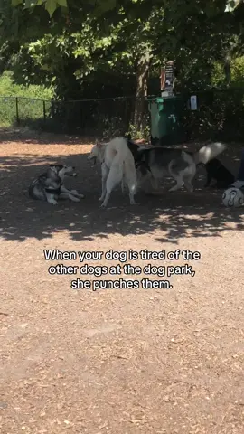 Not the first dog she’s punched. #dogsoftiktok #husky #huskylife #funnydog #dogs 