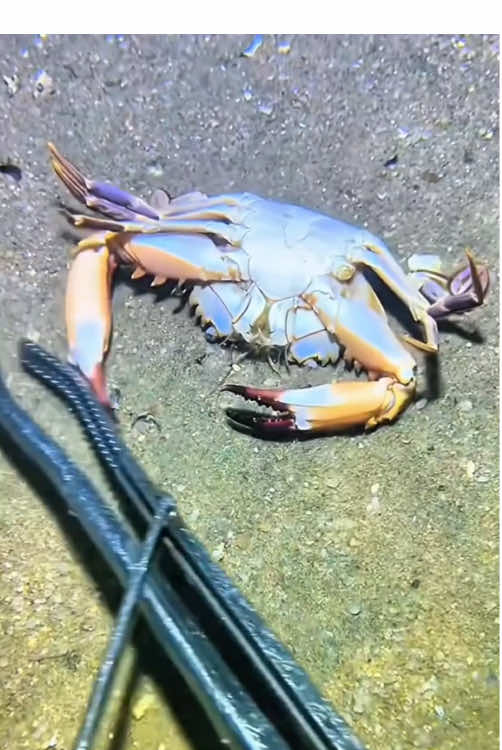 I am a kind fisherman!#fishing #seafood #gotosea #seaside #crab 