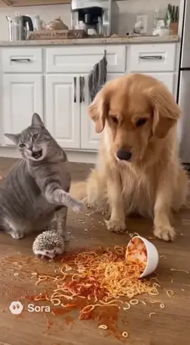 Cat Desperately Blames the Dog 🐱🦔🐶　#hedgehog #cat #dog #funnyshorts