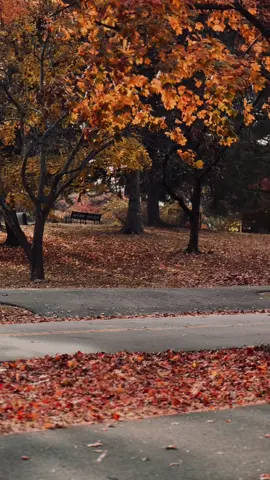 🍁#fall #fypageシ #fyp #autum #leaves 