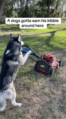 It’s 2025 and kibble isn’t free #DogsOfInsta #DogsOfTikTok #HuskyLife #instahusky #HuskyProblems