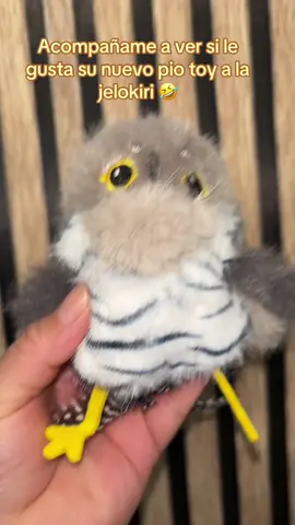 #petgravity #cattoy #toysforcats 