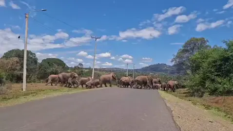 Beautiful Elephants  #Nyeri #Kenya #Kabaru