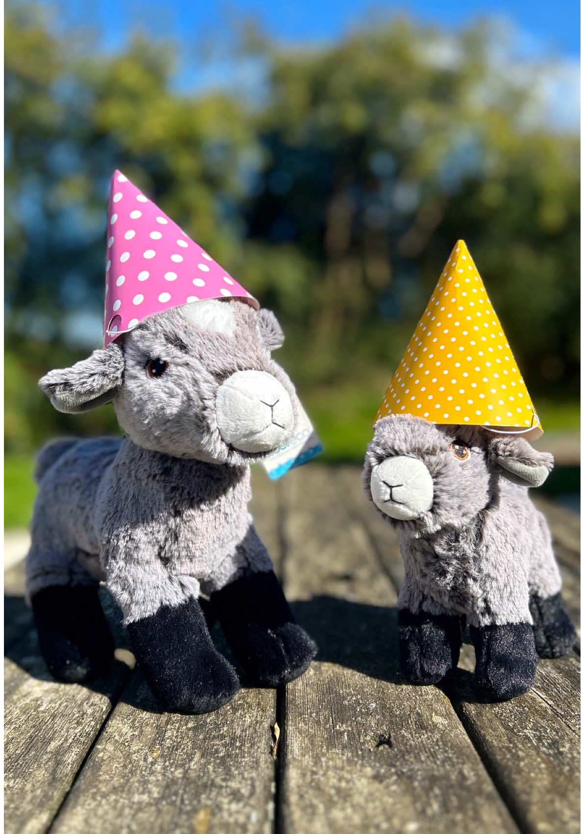 11 today! 🐐💚 Jordan & Ceris bringing the birthday energy 🥳 #chucklinggoat #birthday #happybirthday #bts #happy 