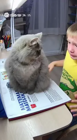 Котик похититель книг #книга #дз #школьник #кот #милота 