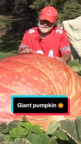 A Fond du Lac County farmer is taking his 2,551-pound pumpkin to Minnesota’s Stillwater Harvest Fest for a global weigh-off, hoping it can compete for the world’s heaviest title. 🎃 #pumpkin #giantpumpkin #gardening