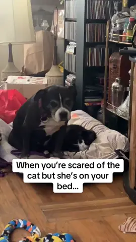 I guess she was testing her temperature with the kisses. She didn’t swap at her. So it was safe to lay down🤣🤣 Poor Mei #pitbullsoftiktok #Pitbull #CatDog