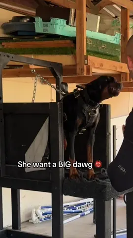 I just love watching him mature 😭 #bigdog #trend #bigsteppa #doberman #rosewitdachalk 