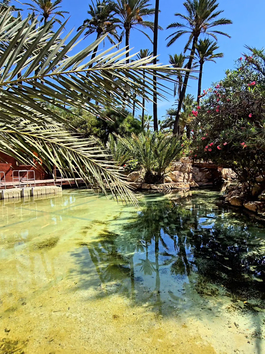 Alicante,Spain🌴🌞🌴🌞🌴 #alicante #costablanca #espana #spain #espagne #spania #palmtrees #sea #sun #playa #visitspain #travel #f #fyp 