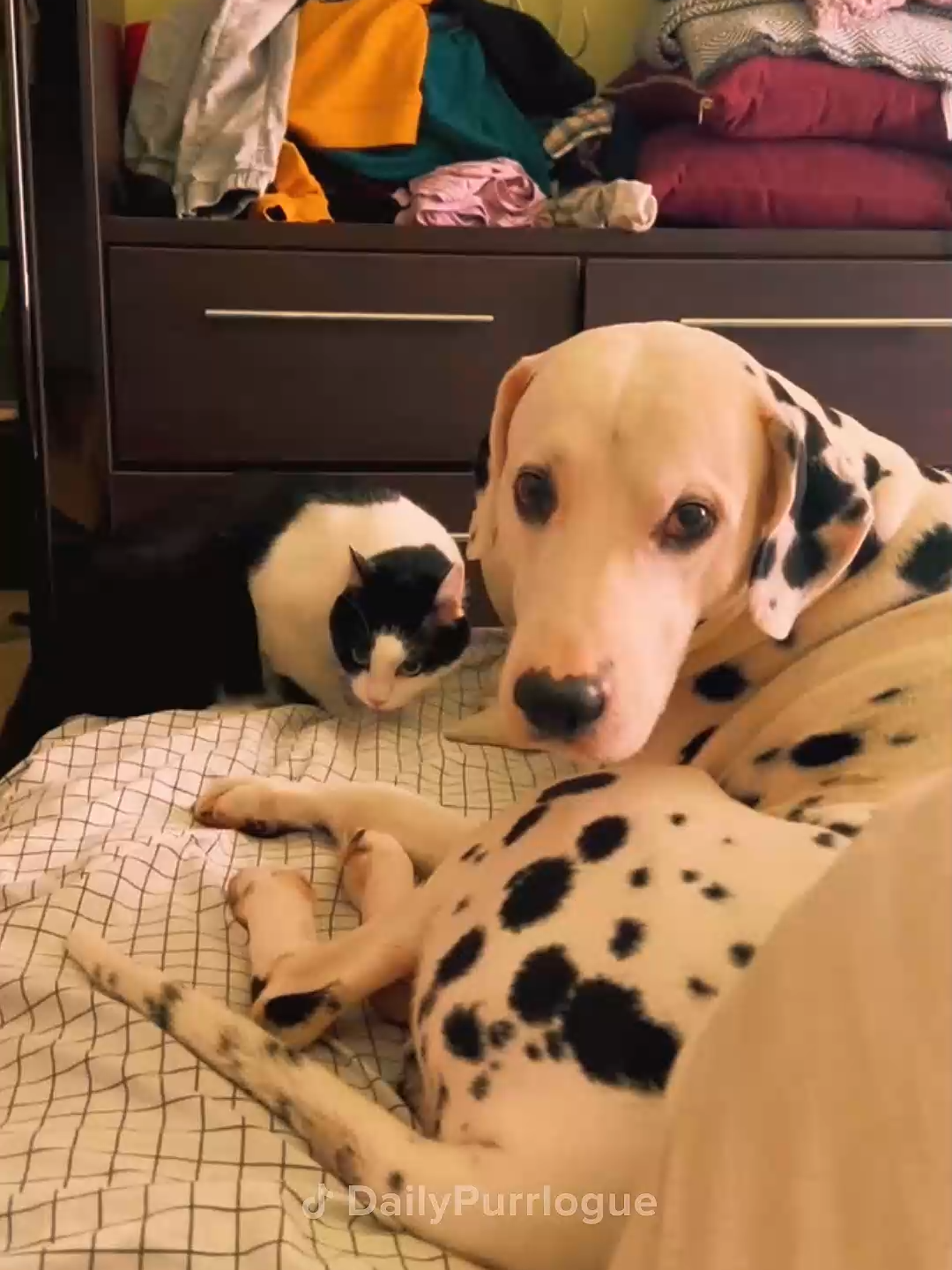 #cat #catsoftiktok #funnycats #catlovers