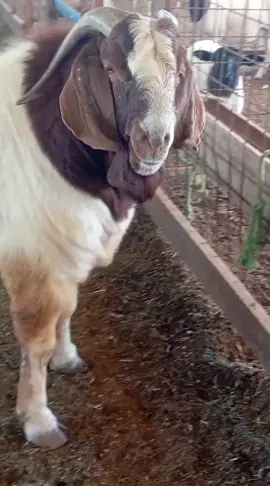 Novo reprodutor da raça Boer  #boer #boergoats #goats #bode #cabrito 
