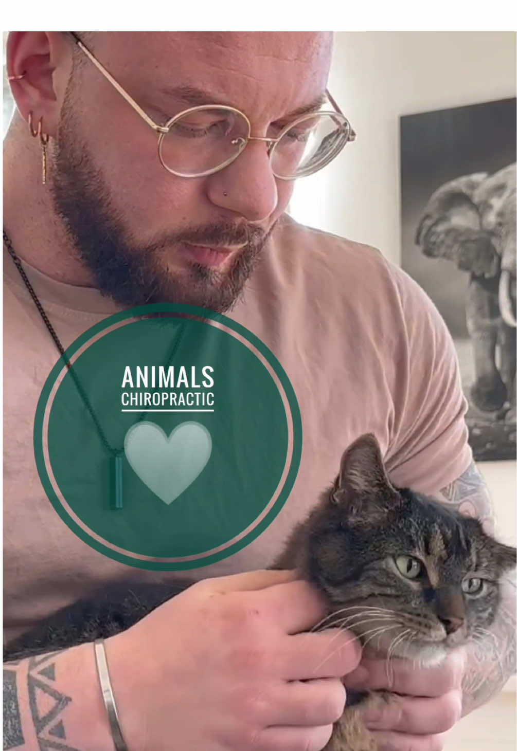 Cat with neck pain 🥹🥹🥹 • • • #foryou #asmr #animal #chiropractortiktok #hundeauftiktok 