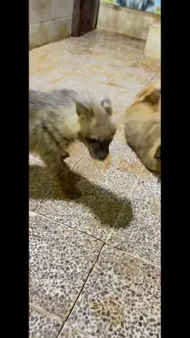 #zoo #حديقه الحيوانات#سوريا 