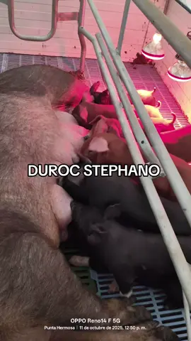 #cerdos #cerdostiktok #porcicultura #pyfツ #durocstephano #ds600 #porciculturaperuana #tiktoklive #porcino #cerdosduroc #durocamericano #cerdos 