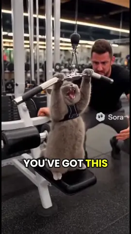 Cat Hits the Gym Like a Champion The trainer shouts “One more rep!” and the cat meows back with pure determination. True gym legend energy. #cat #sora2 #ai #catsoftiktok 