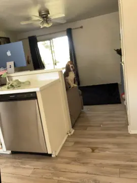 They love grammas house 🏠. #bassethoundsoftiktok #dogsoftiktok #bassethound #dogmomlife 