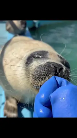 дык кын дышн #тюлени #seals #seal #нерпы #fyp 