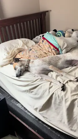 #king #rescuedog #rescuedogsoftiktok #dogsoftiktok #livingmybestlife 