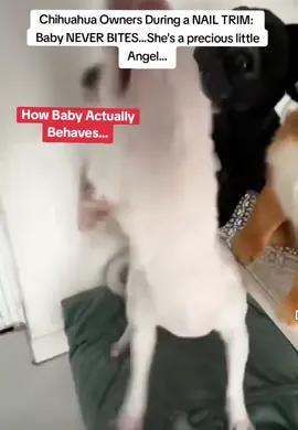 I have a tendency to be a lot more cautious around tiny chihuahuas for nail trims then around much larger breeds of dogs. 😆 🤣 #doggroomersoftiktok #doggrooming #chihuahuas 