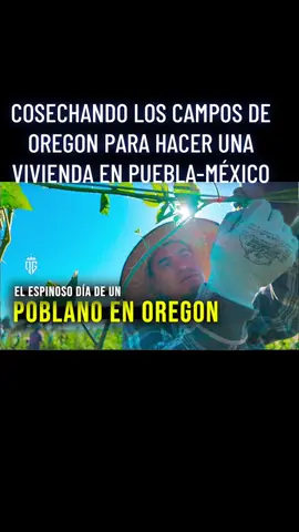 Salem-OR Cosechando los campos de Oregon para hacer una vivienda en Puebla-México. Humberto salió de puebla en busca de generar ganancias y completar para una vivienda digna para su familia Después de meses de arda labor en el campo dice estar llegando a la meta. Solo 2 años más dice que trabajará en los campos de Salem, para luego regresar con su esposa e hijos. #desiertodearizona🏜🌵 