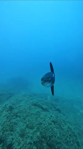 One of the strangest looking fish in the sea  the Mola Mola (sunfish) , we were lucky to see a school of them while diving on the Marine Reserve.  #sunfish #molamola #diving #scuba 