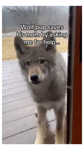 Should I register him as a dog? #wholesome #animals 