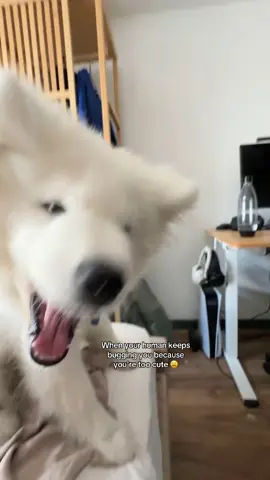 STOPPP #samoyed#samoyeddog#samoyedpuppy 