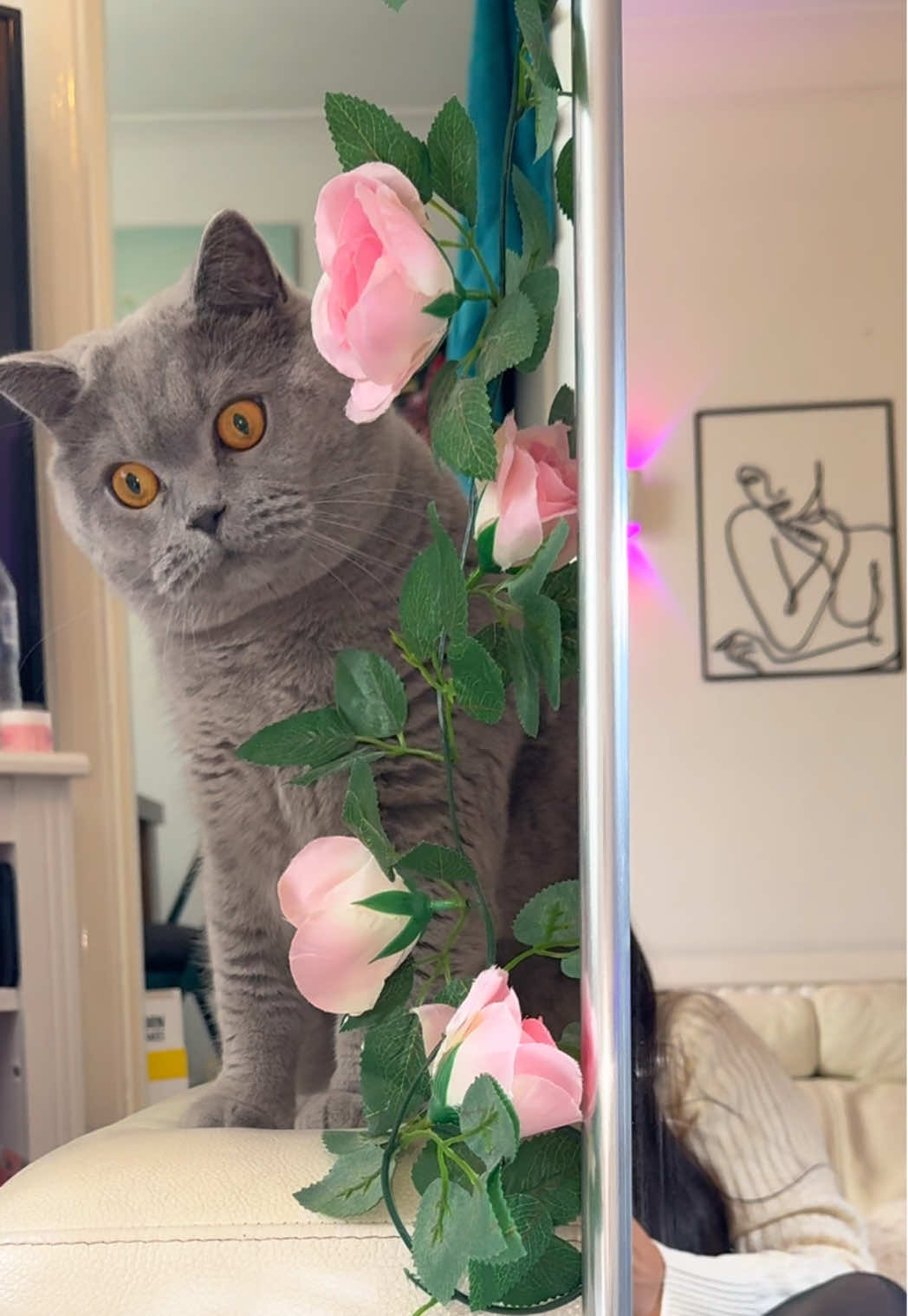 ✨ My little stalker 🫣 !! #Smoky #CatsOfTikTok #Cat #MyBoy #Stalker 