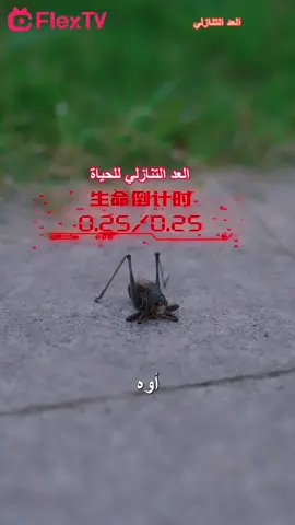 #العد_التنازلي #مسلسلات_صينية #رئيسة_الطب_الشرعي 