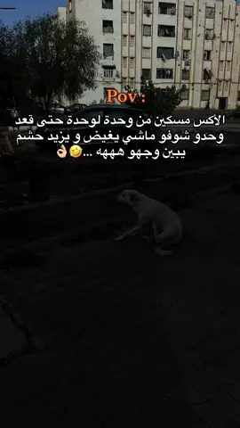 #شعب_الصيني_ماله_حل😂😂 #فيها_خير_إن_شاء_الله #capcut  👌🏼🤣