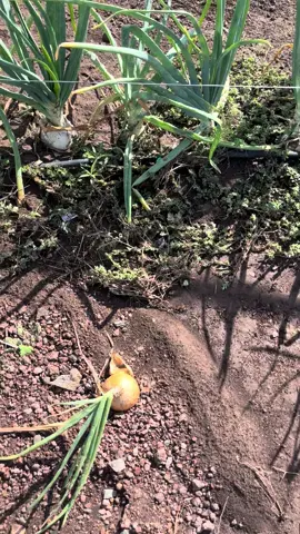 #westtexas #homesteading #gardening #onions 