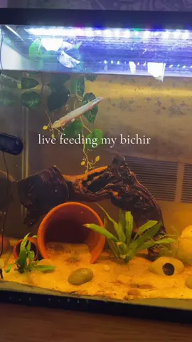 #fishtok #dinosaurbichir #reptilesoftiktok #sashas_animals #senegalbichir 