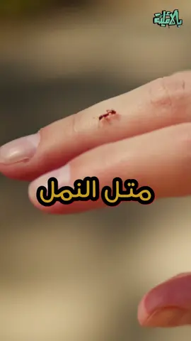 نحن مش نمل  بس نحن بكتير اشيا 