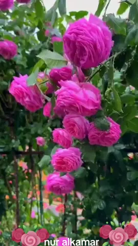 #nourr_alkamar #مساء_الحب_والسعاده #💫⭐💫⭐💫⭐💫⭐💫⭐💫⭐💫⭐💫 #💫⭐💫⭐💫⭐💫⭐💫⭐💫 #🌹🌹🌹🌹❤️❤️❤️❤️👉 