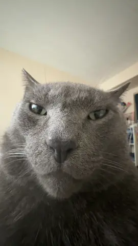 Me at 3AM #fyp#viral#catmemes#trending#jaqdasnaq  