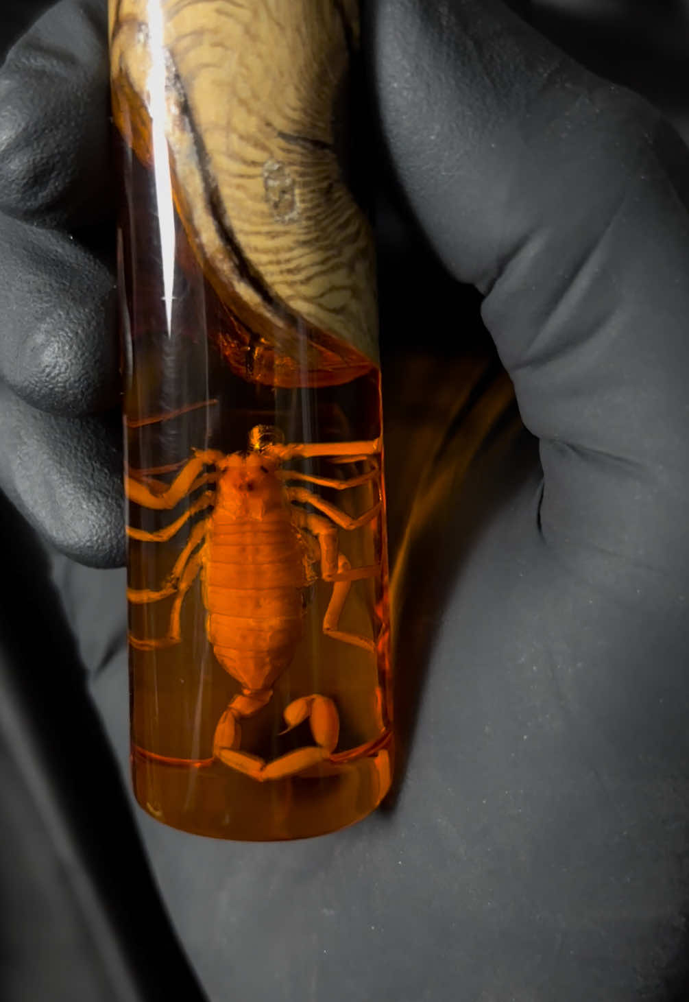 #scorpion #resin #knifemaker