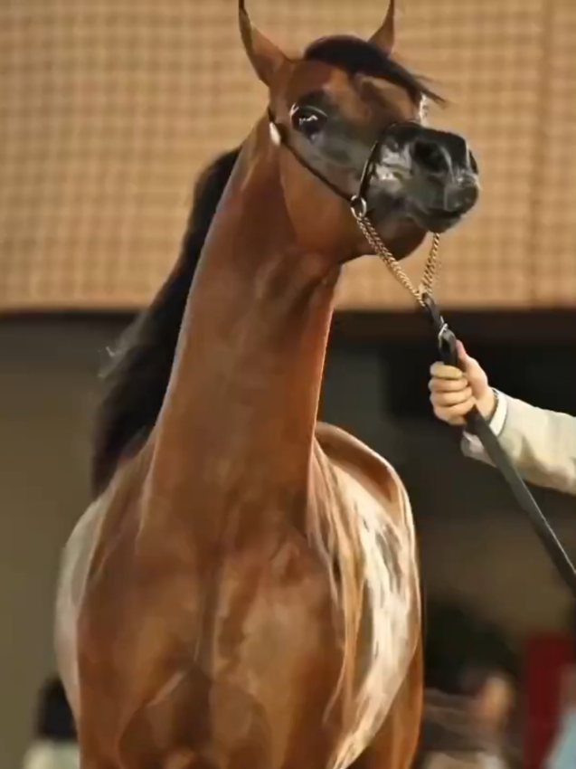 #horse #arbianhorse 