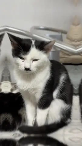 They call him… Herr Meow.