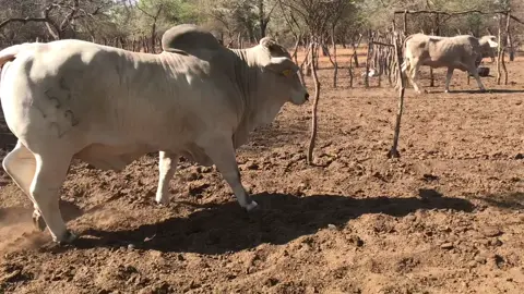The National 🇧🇼 Junior champion 🥇 🥇.. very thick hindquarters and Depth on him 🤭