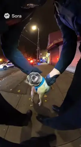 I am pibble, wash my belly #fyp #foryoupage #pibble #ai #funny 