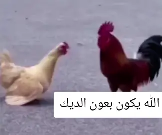 #ديوك #دجاج #فراخ #ضحك😂 #ضحك 