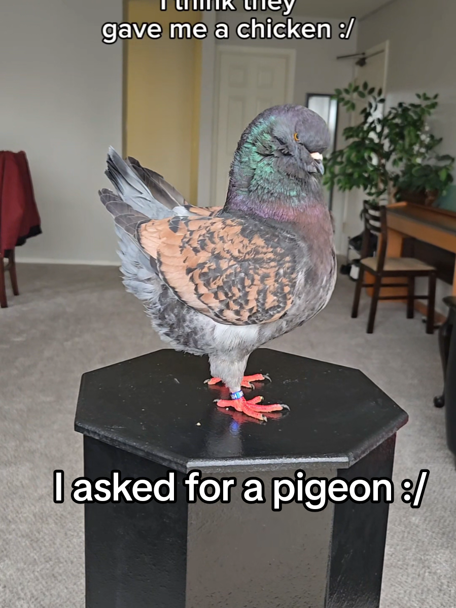 Discord SERVER? For pigeons. Join 🫵 in bio ‼️  #pigeon #petpigeon #modenapigeon 