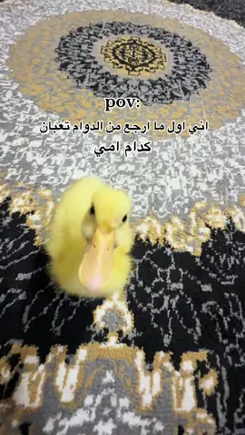 اني اول ما ارجع من الدوام تعبان كدام امي #اريد_قوزي_وتمن_عدكم_تشريب_لولا #الشعب_الصيني_ماله_حل😂😂 #بطة🦆 
