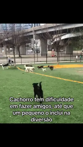Os animais são muito fofos#animais #foryou #fyp #fofo 