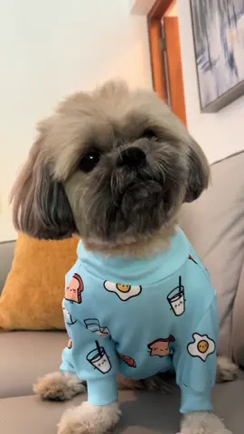 My mom and dad all time It’s so cute Chewbie 🥴🫣🥰 #doggychewbie #sparkpaws #dogpijama #shihtzu #socute 