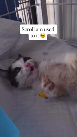 Every kind comment would mean a world to me#savestraycats #straycats #catlovers #viral_vi #EmergencvCare 