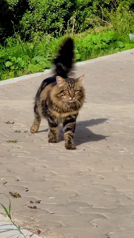 #algeria #شعب_الصيني_ماله_حل😂😂🇩🇿 #العلمة #cat #عمي_تبون 