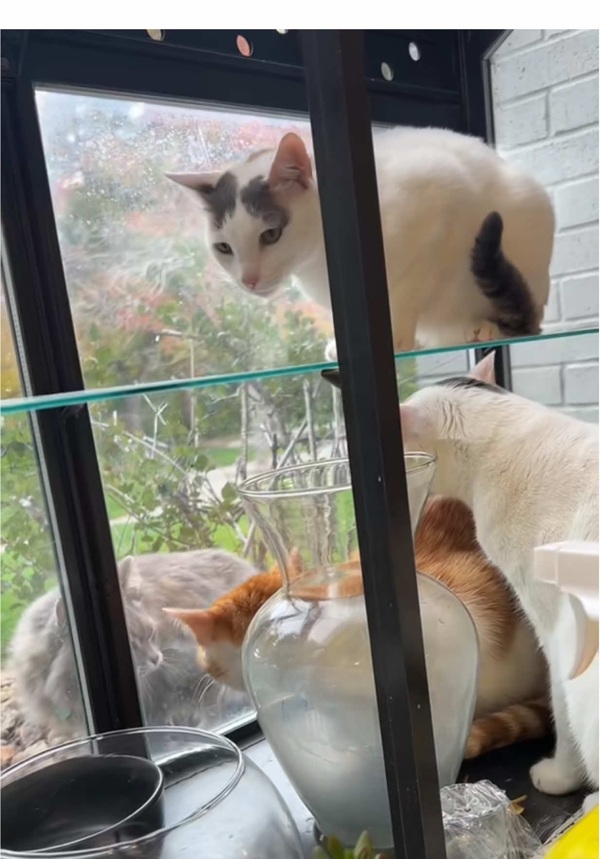 actually, come to think of it, Natilla has become markedly less tolerant with time… #onthisday #chattycat #dramaticcat 